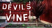 Devils Vine- A Halloween Mental Health Short Film