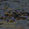 utopiumproductions